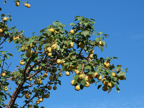 Burgundy Ussurian Pear (Pyrus ussuriensis) Tree with Ripening Fruit Against Blue Sky in Colorado