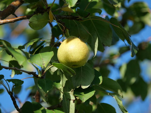 Close Up of Burgundy Ussurian Pear (Pyrus ussuriensis 'Burgundy') Fruit on Tree in Colorado