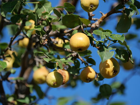Burgundy Ussurian Pear (Pyrus ussuriensis 'Burgundy') Fruits Ripening on Tree in Colorado