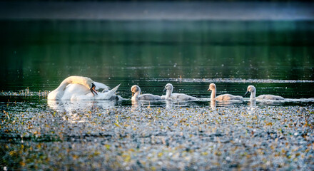 White swans and gray cygnets swim in morning light © tan4ikk