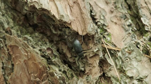 木の上を歩くキマワリ