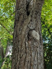 Obraz premium serene tree trunk standing in forested area with green foliage and wooden barka.