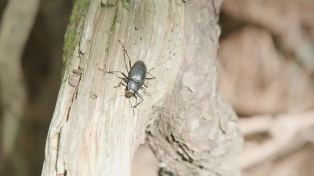 木の上を歩くキマワリ