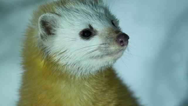 Japanese Marten in Winter Time 