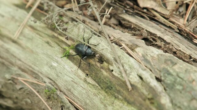 木の上を歩くキマワリ