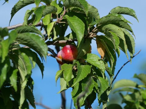 Ripening American Plum (Prunus americana) Fruit on Tree in Colorado