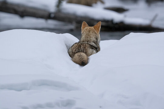 Coyote (canis latrans) in snow, yellowstone national park, wyoming, united states of america, north america