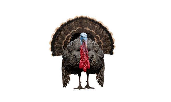 Wild turkey with fanned tail feathers, colorful snood and wattle, Thanksgiving bird vector illustration