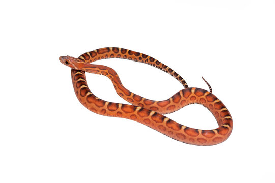 A scaleless corn snake - rat snake morph  (Pantherophis guttatus ) is a non-venomous snake that lacks scales due to a genetic mutation. 