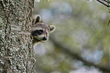 A northern raccoon peeks out from behind a tree trunk. A cute raccoon in the nature habitat. Procyon lotor © Monikasurzin