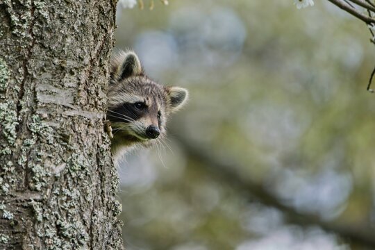 A northern raccoon peeks out from behind a tree trunk. A cute raccoon in the nature habitat. Procyon lotor