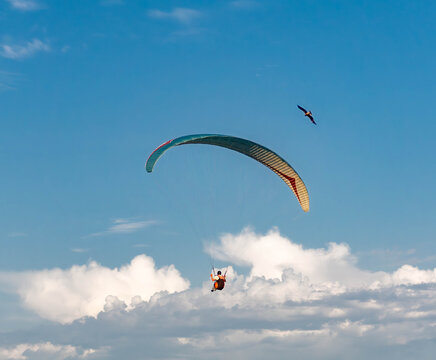Paraglider soaring with bird flying near clouds