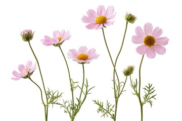 Fototapeta premium A collection of pink cosmos flowers with yellow centers and green stems isolated on white background