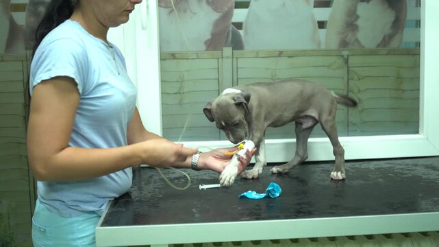 Woman vet connecting puppy dog patient to the infusion in the animal hospital