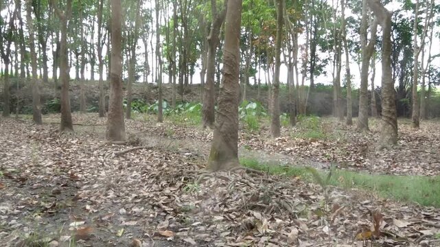 Rubber tree plantation with dry leaves on the ground in a tropical forest environment.