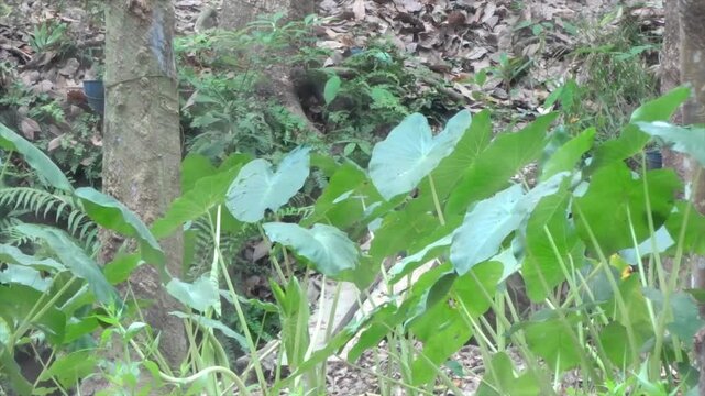 Lush green taro leaves growing in a tropical forest environment