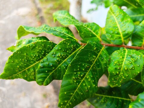 Infected green plant leaves with leaf galls disease texture in bright outdoor sunlight