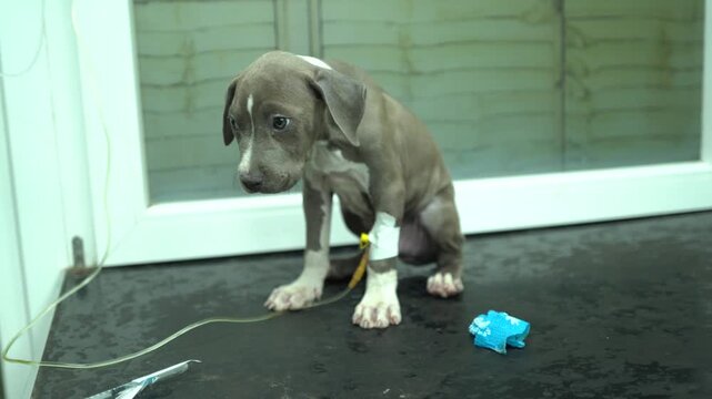 Cute purebred puppy pet connected to the infusion in the animal hospital portrait
