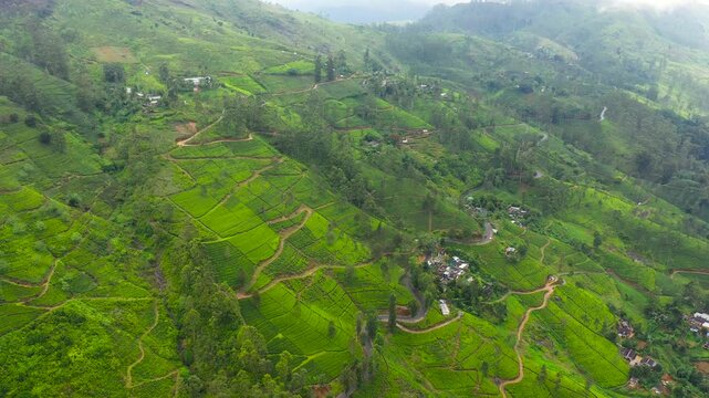 Tropical landscape with Tea estate among the mountains. Tea plantations in Sri Lanka.