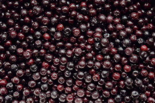 Aronia Berries / Black Chokeberries Texture Background