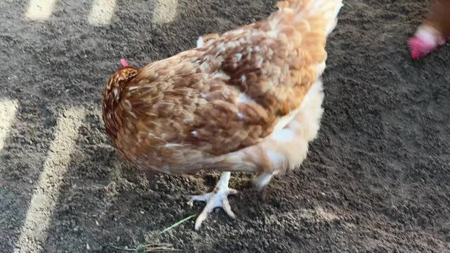 Brown hen walking across cultivated soil in a backyard farm. Free range poultry and sustainable agriculture concept with natural outdoor habitat for egg production.