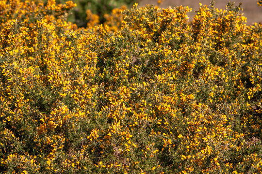 Ajoncs de Le Gall en fleurs dans la lande