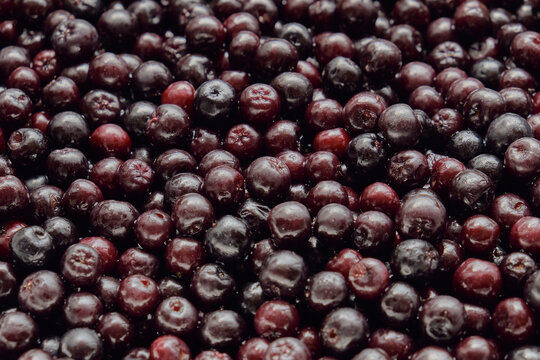 Aronia Berries / Black Chokeberries Texture Closeup