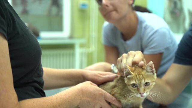A woman veterinarian measuring the temperature of a cat in the animal hospital