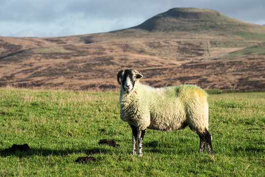 Beautiful image of sheep in the landscape in English Peak District on sunny Fall day