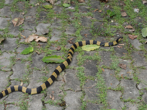 A banded krait snake in the courtyard.