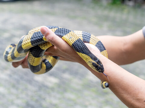 A banded krait snake in the courtyard.
