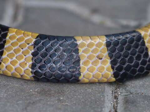A banded krait snake in the courtyard.