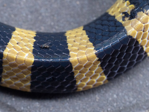 A banded krait snake in the courtyard.