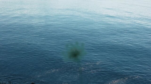 A white flower quietly blooming along the shores of Lake Toya
