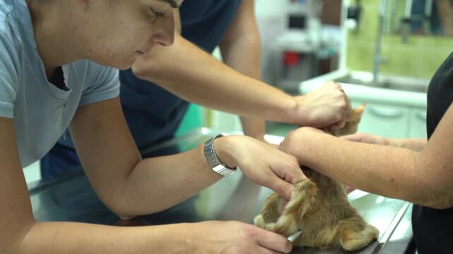 A woman veterinarian measuring the temperature of a cat in the animal hospital