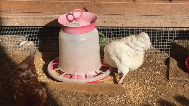 Two chickens beside a feeder in a backyard coop. Domestic poultry farming and animal care concept. Free range livestock, homestead agriculture, and sustainable food production.