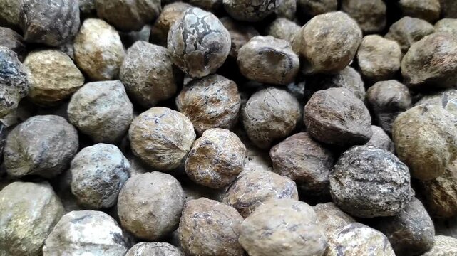 Close up of a pile of raw whole unshelled black walnuts with textured hard shells in natural light, organic healthy food background