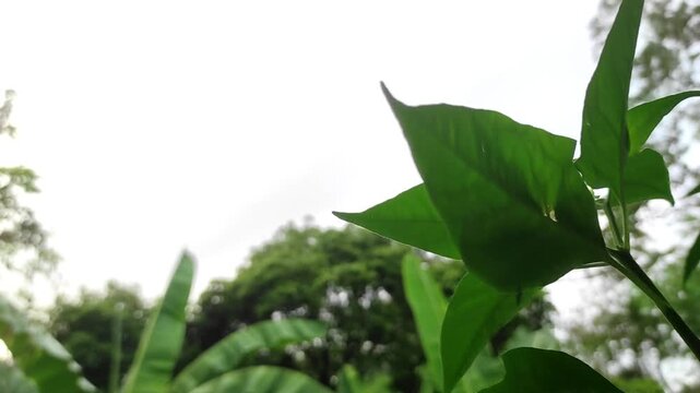 Close up of vibrant green plant leaves growing in a tropical garden with lush trees and foliage under a bright overcast sky background