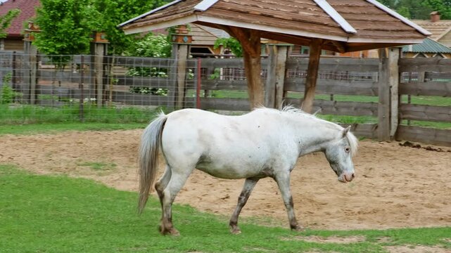 The white horse walks across the paddock and approaches the feeder and the brown horse. Animals on the farm. Chewing the cud. High quality 4K footage.