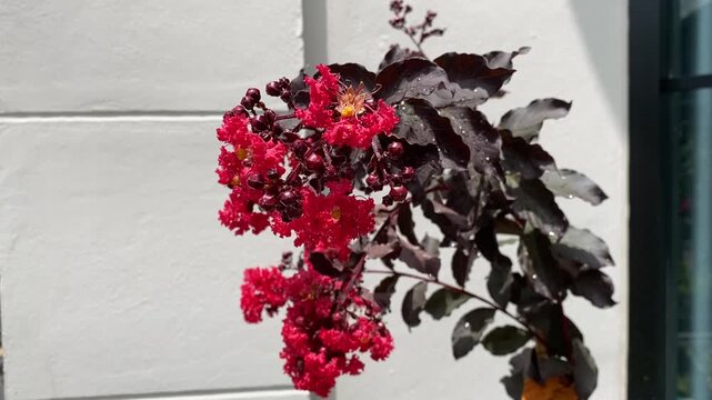 flowers on the wall,red flower and black leaf,white wall,closeup