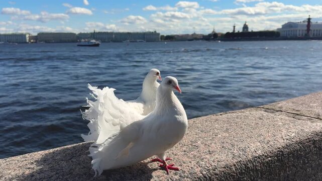 White pigeon pair resting on a waterfront embankment with historic city architecture and river view. Urban wildlife, travel destination, peaceful outdoor scene.