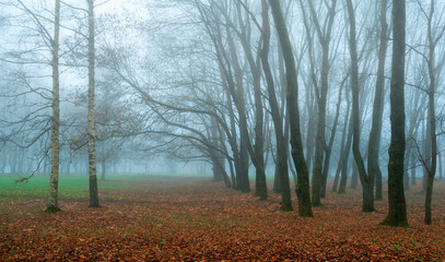 Fototapeta premium Foggy autumn park landscape - birch trees and bare trunks standing among fallen leaves and green grass, mysterious November autumn background with Halloween atmosphere