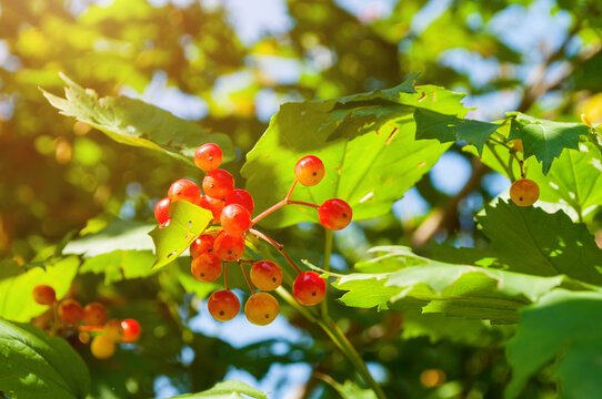 Bright red viburnum berries on leafy branch with warm sunlight, autumn nature background