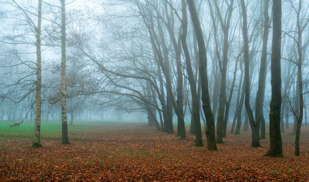 Foggy autumn park landscape - birch trees and bare trunks standing among fallen leaves and green grass, mysterious November autumn background with Halloween atmosphere