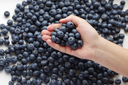 Close up of hands holding blueberry.