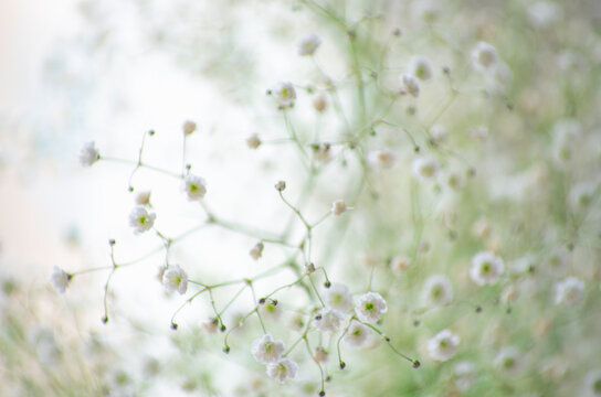 Baby's breath gypsophila flowers close-up, background.