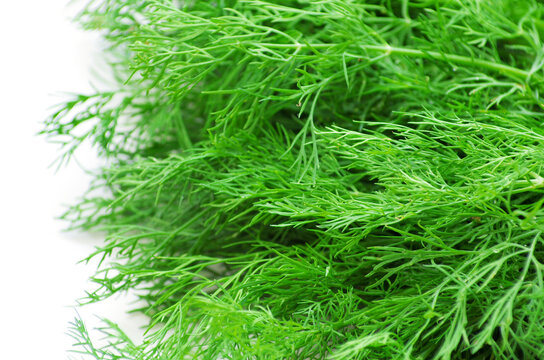 Fresh green dill background texture. Top view.