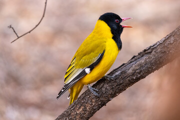Fototapeta premium Black headed Oriole