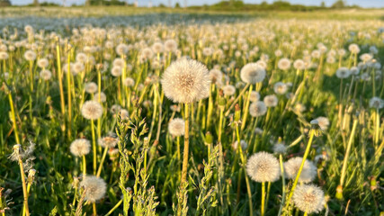 White Taraxacum officinale - dandelion seed heads in a sunlit meadow. Invasive weeds, wind dispersal, soil ecology, and pollinator habitat. wildflower ecology, soil health, and seed dispersal. © Yuliya