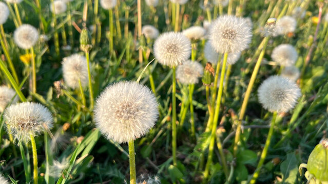 White Taraxacum officinale - dandelion seed heads in a sunlit meadow. Invasive weeds, wind dispersal, soil ecology, and pollinator habitat. wildflower ecology, soil health, and seed dispersal.